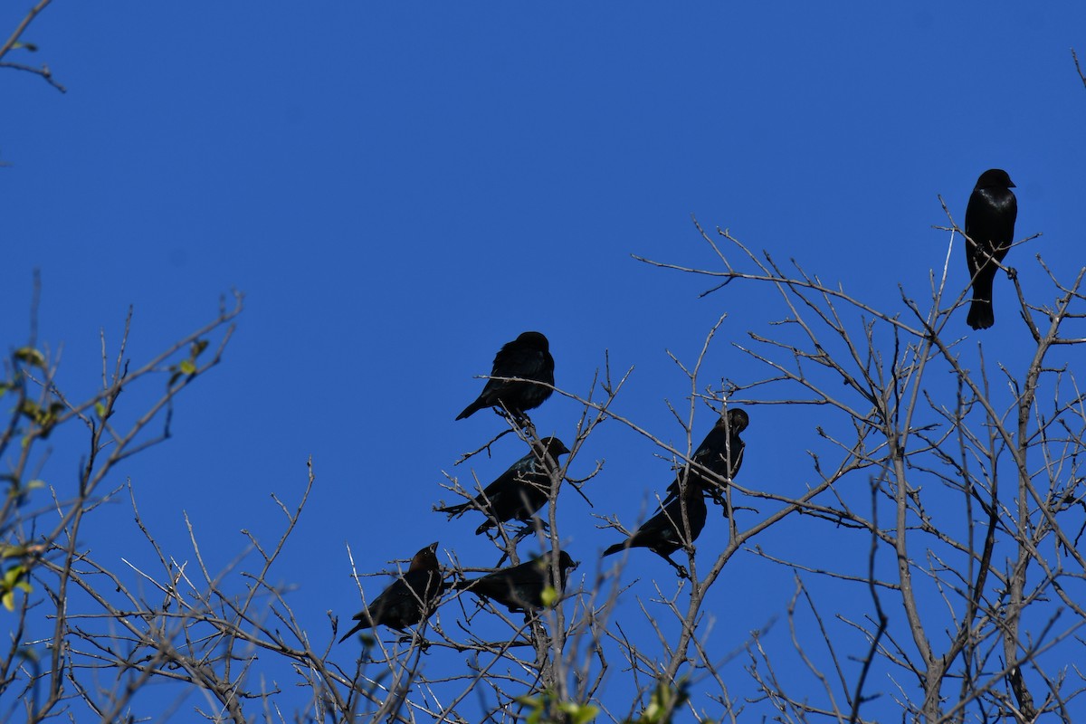 Brown-headed Cowbird - ML642736697
