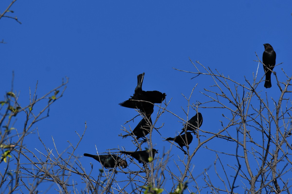 Brown-headed Cowbird - ML642736698