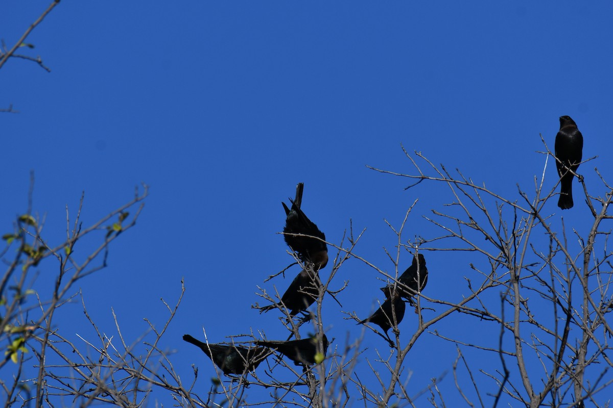 Brown-headed Cowbird - ML642736699
