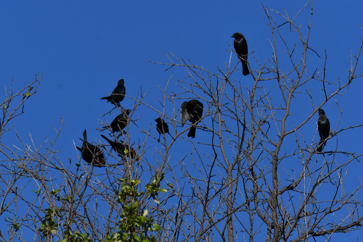 Brown-headed Cowbird - ML642736700