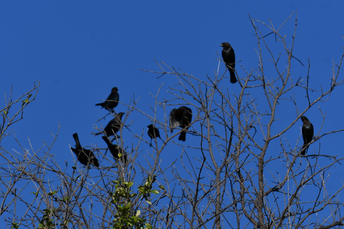 Brown-headed Cowbird - ML642736701