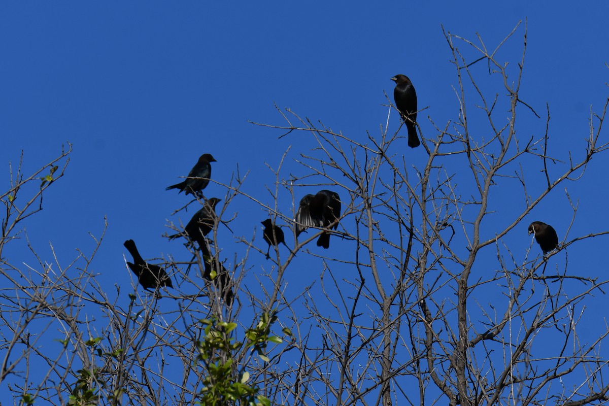 Brown-headed Cowbird - ML642736702