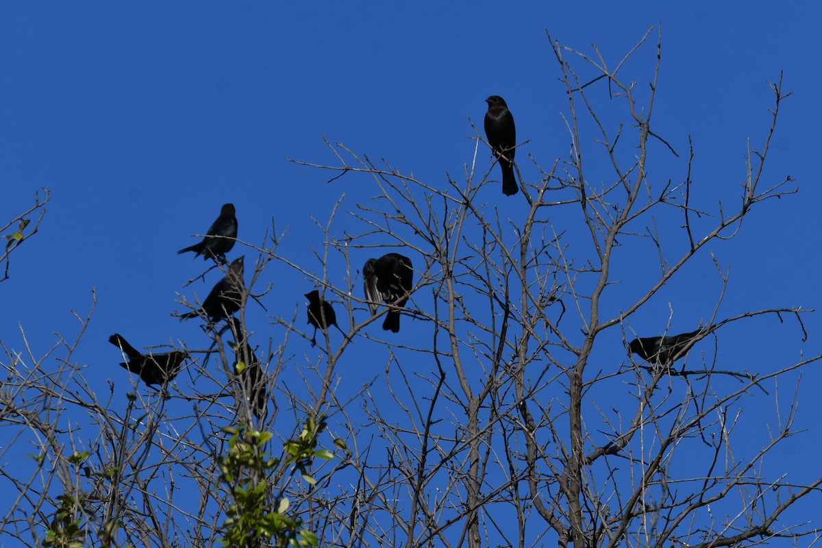 Brown-headed Cowbird - ML642736703