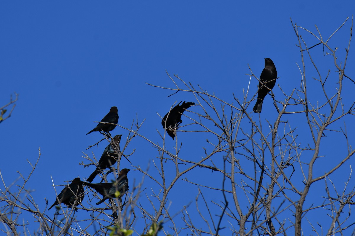 Brown-headed Cowbird - ML642736705