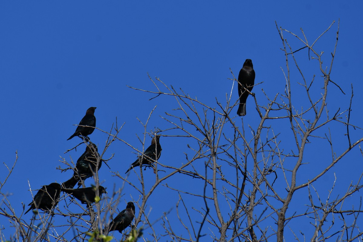 Brown-headed Cowbird - ML642736706