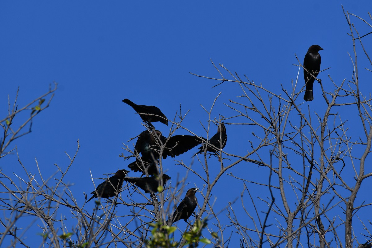 Brown-headed Cowbird - ML642736707