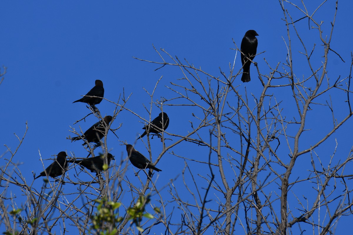 Brown-headed Cowbird - ML642736708