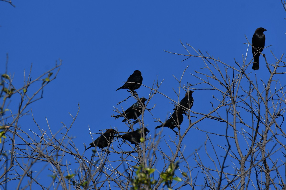 Brown-headed Cowbird - ML642736709