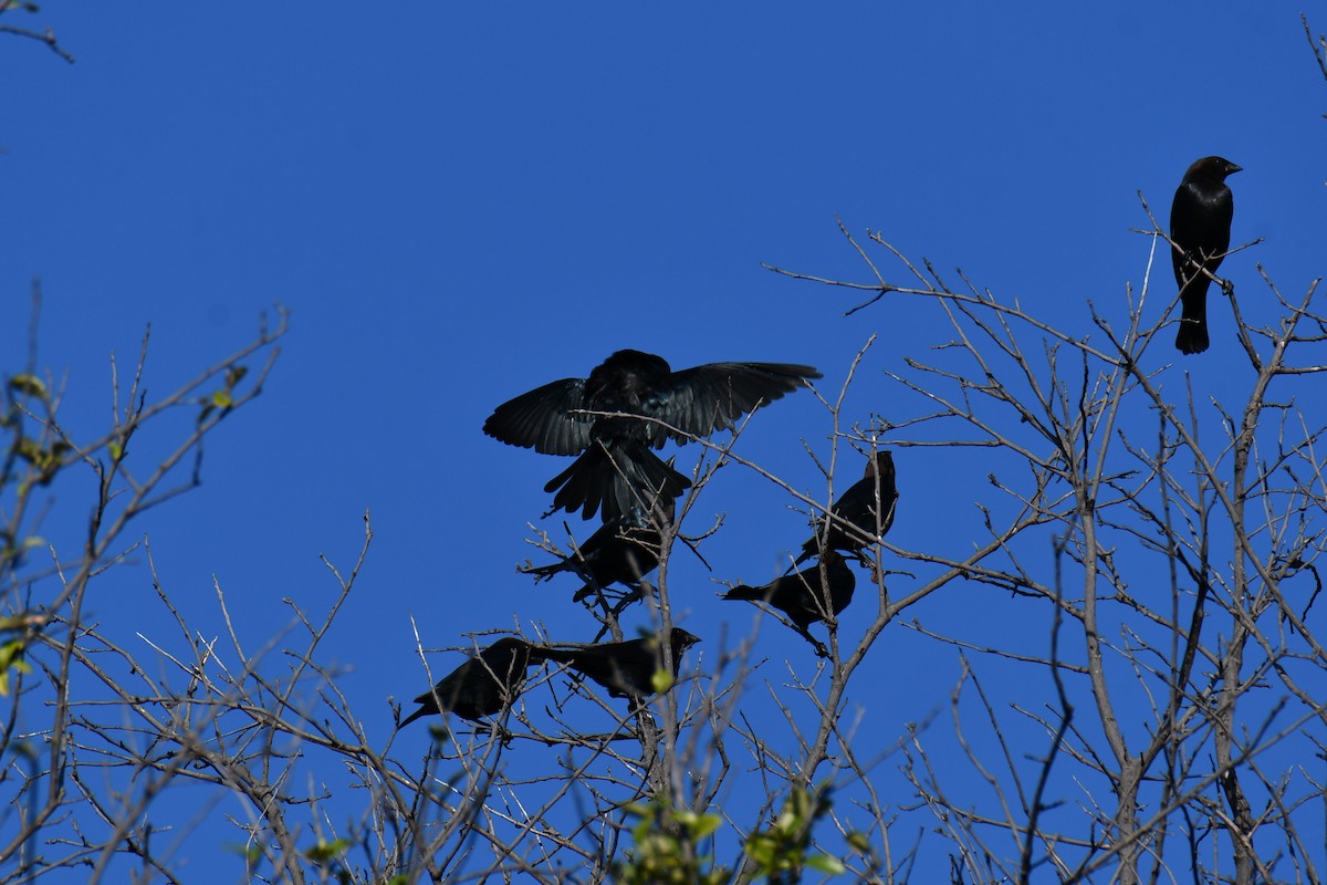 Brown-headed Cowbird - ML642736710