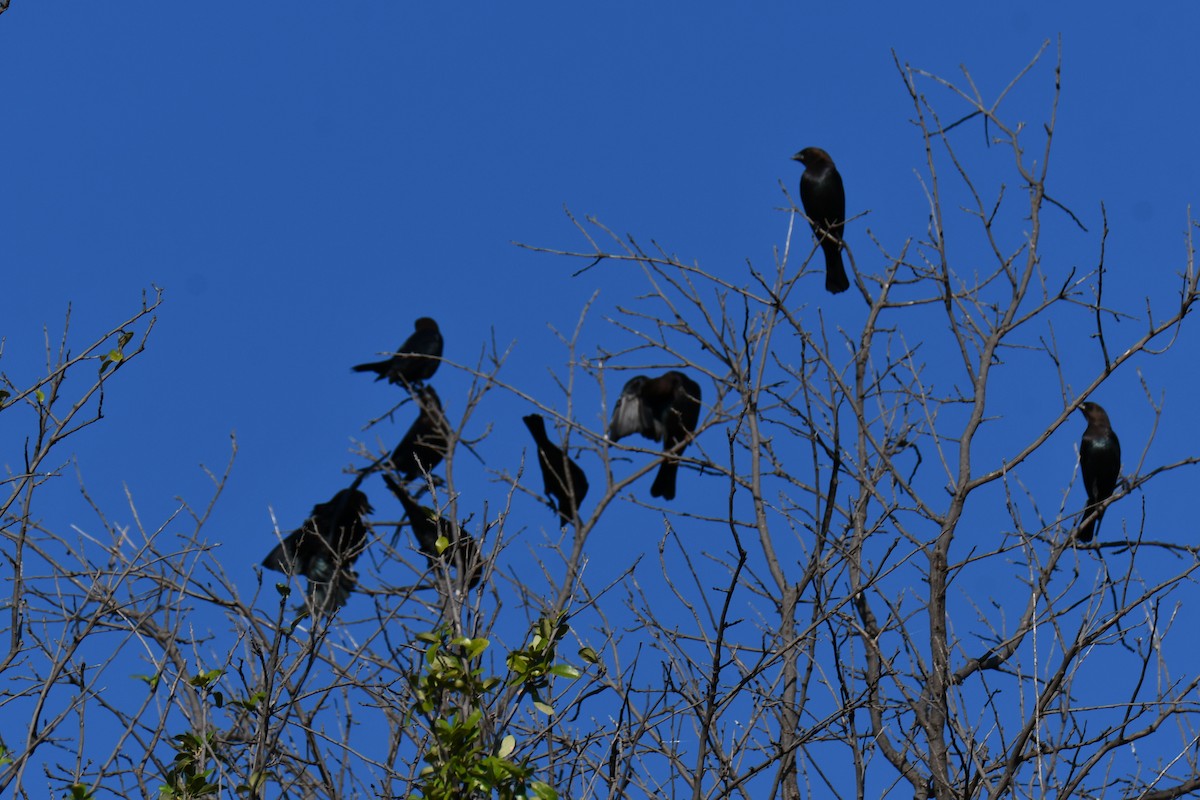 Brown-headed Cowbird - ML642736711