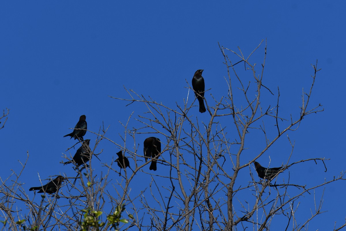 Brown-headed Cowbird - ML642736712