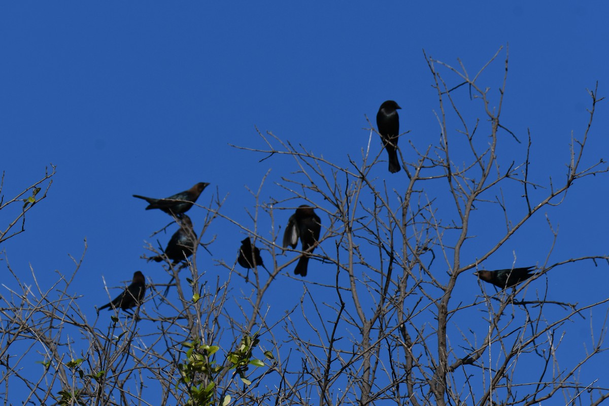 Brown-headed Cowbird - ML642736713
