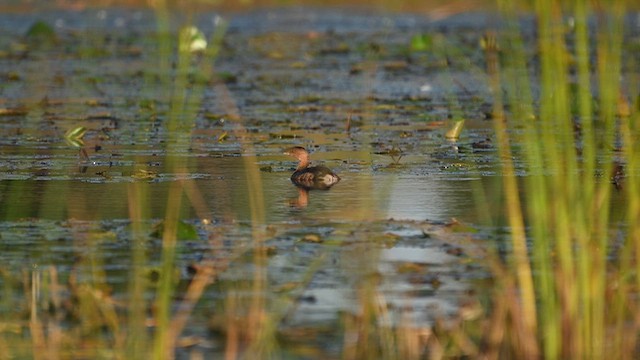 Pied-billed Grebe - ML642736714