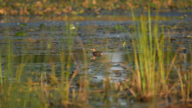 Pied-billed Grebe - ML642736727
