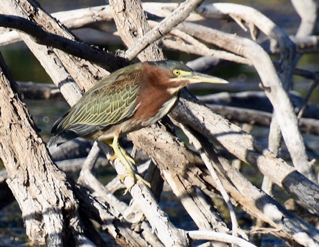 Green Heron - ML642736737