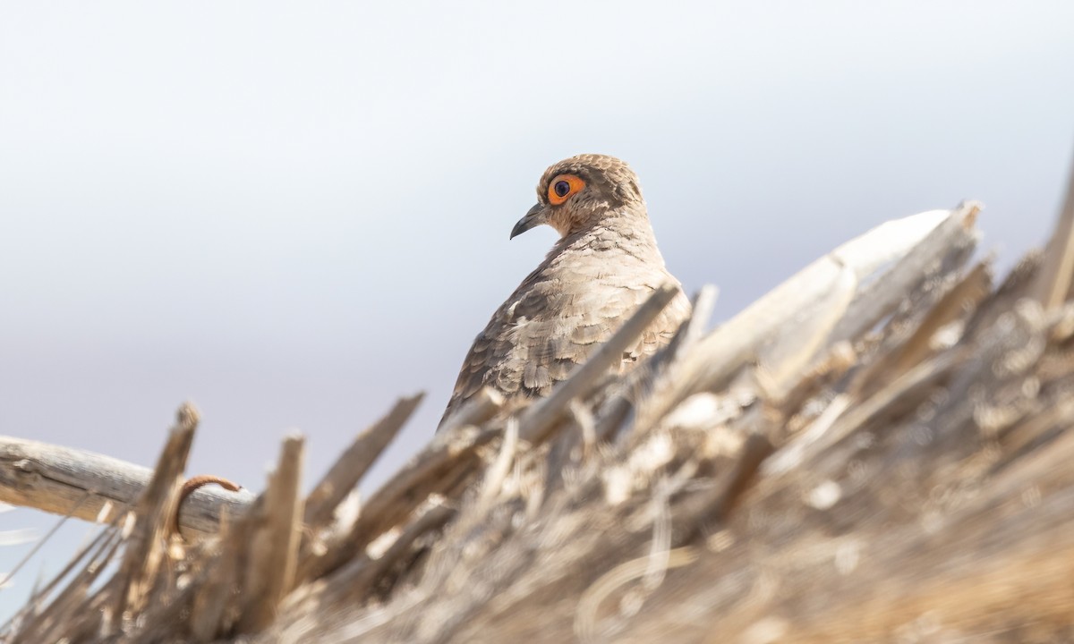 Bare-faced Ground Dove - ML642736748
