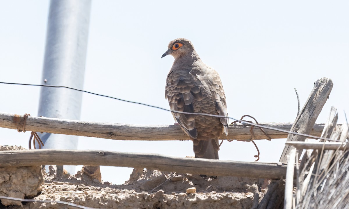 Bare-faced Ground Dove - ML642736749