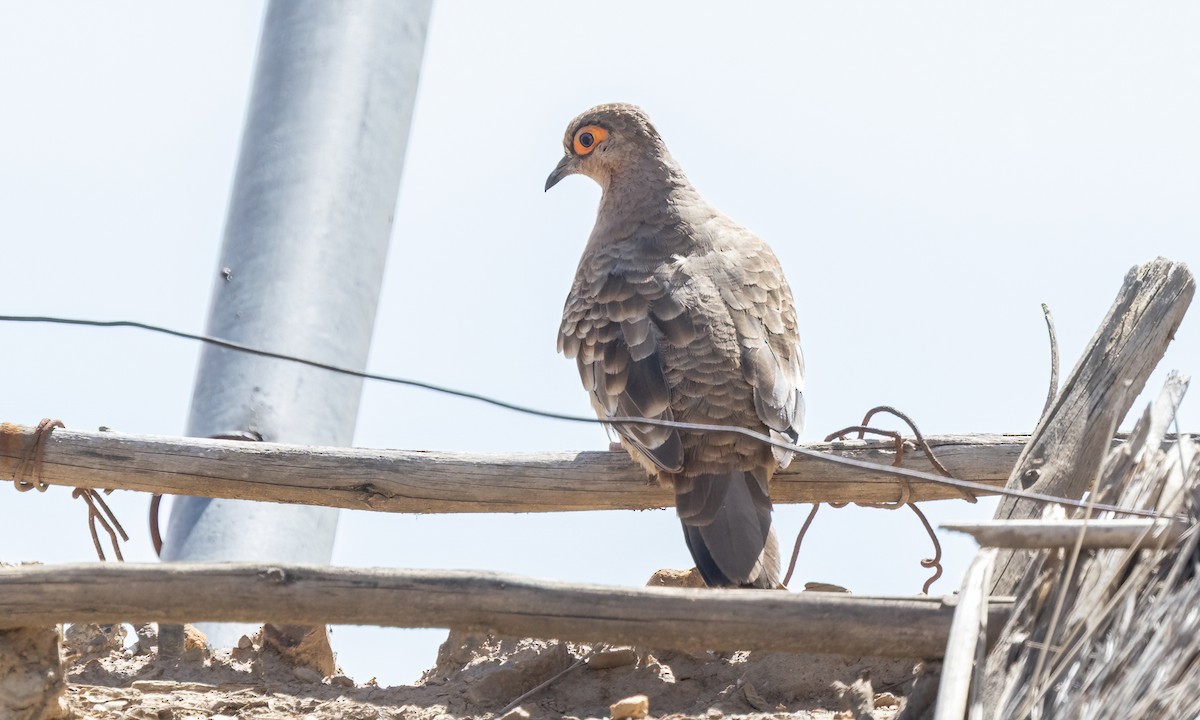 Bare-faced Ground Dove - ML642736750