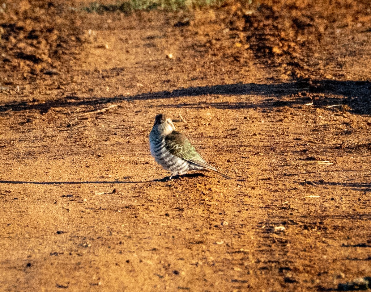 Horsfield's Bronze-Cuckoo - ML642736777