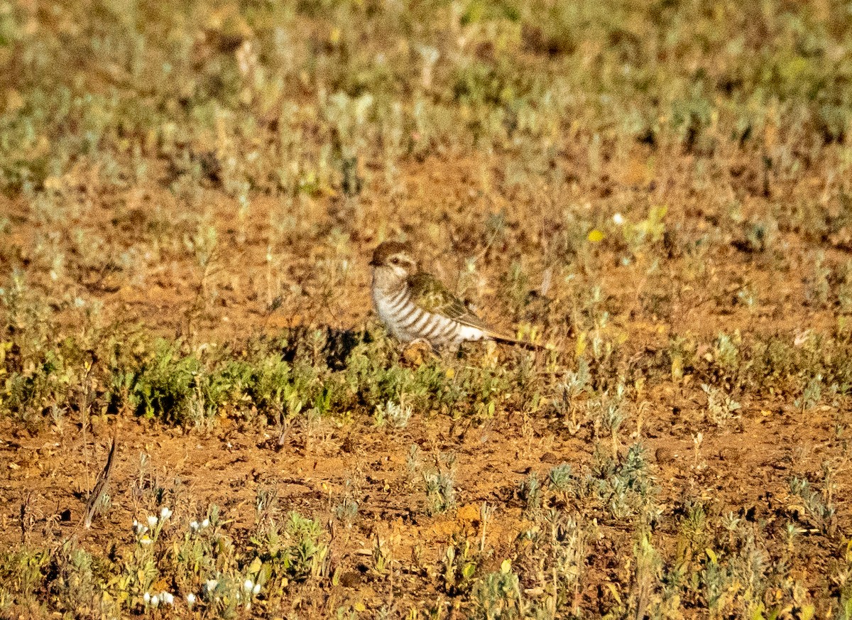 Horsfield's Bronze-Cuckoo - ML642736778