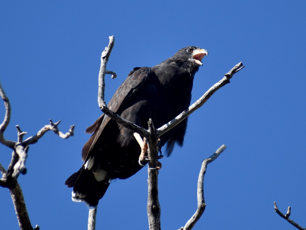Common Black Hawk - ML642736782