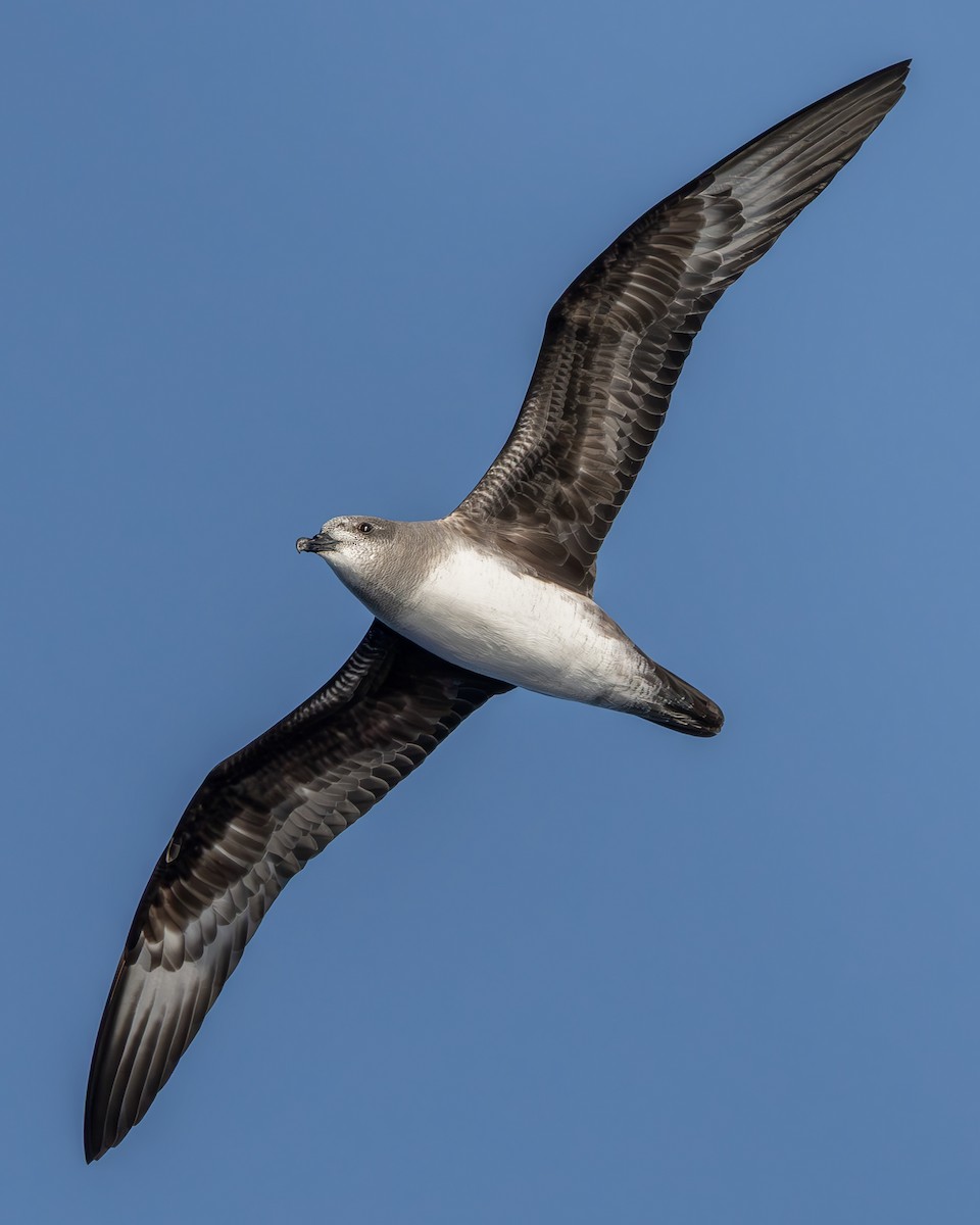 Herald Petrel - ML642736783