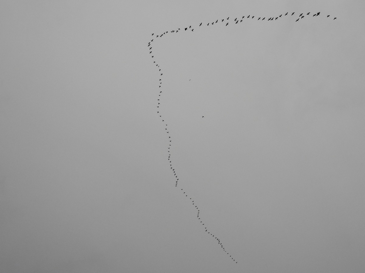 White-faced Ibis - ML642736785