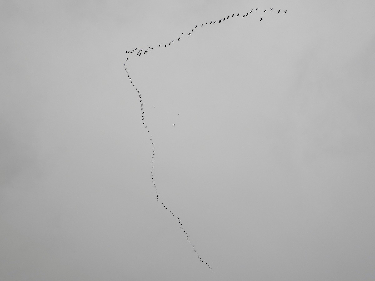 White-faced Ibis - ML642736786