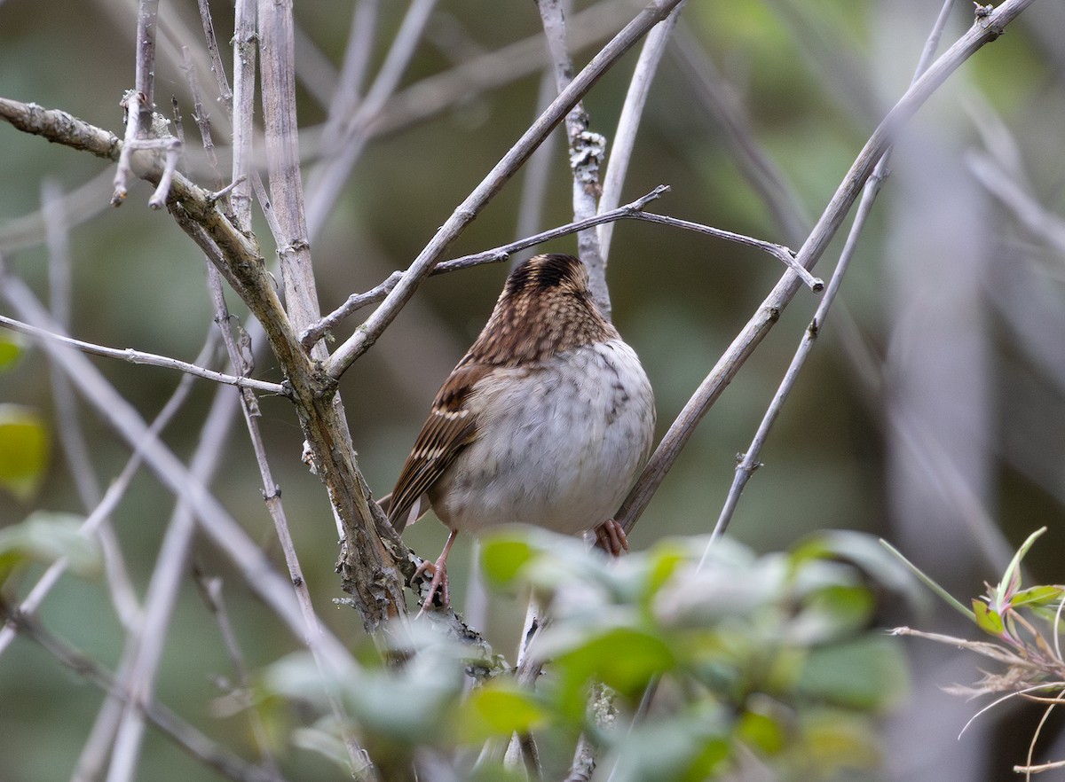 White-throated Sparrow - ML642736813