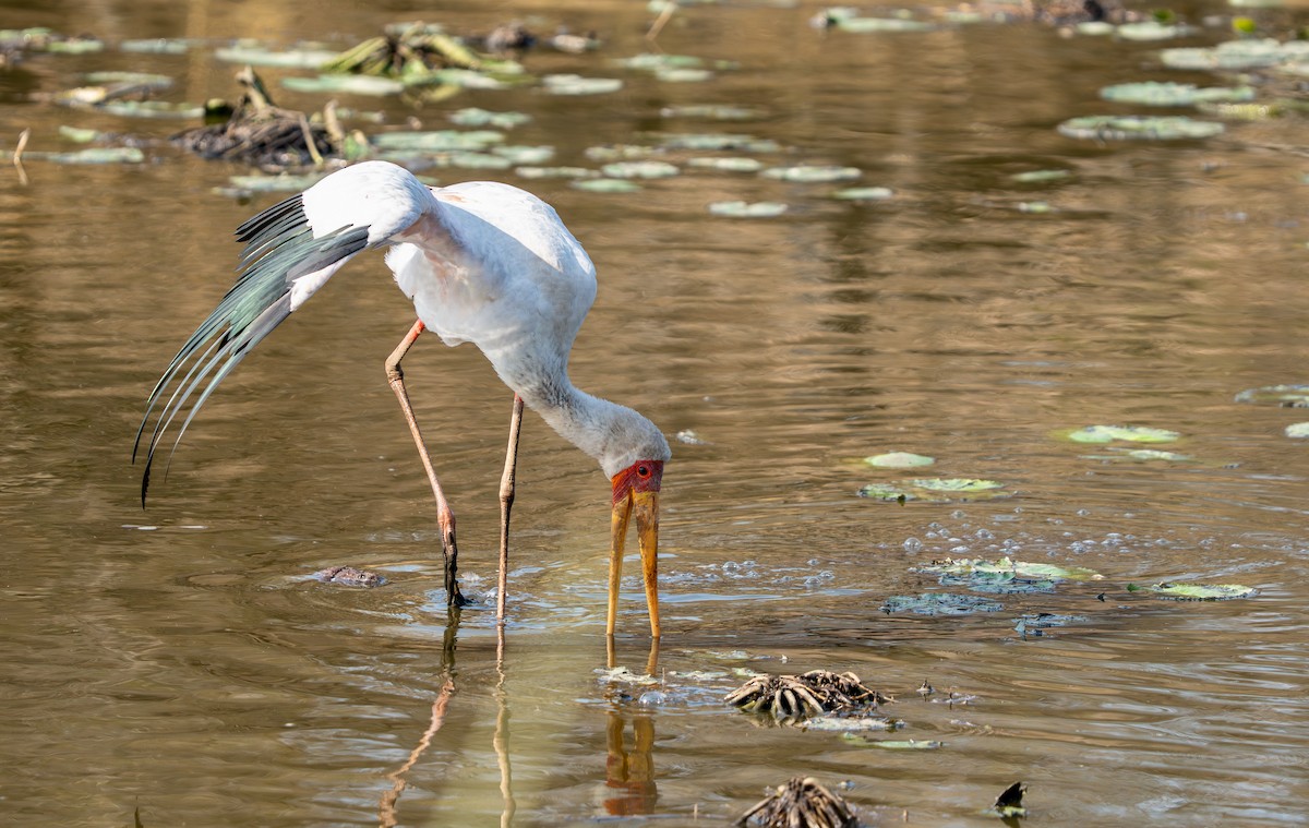 Tantale ibis - ML642736818