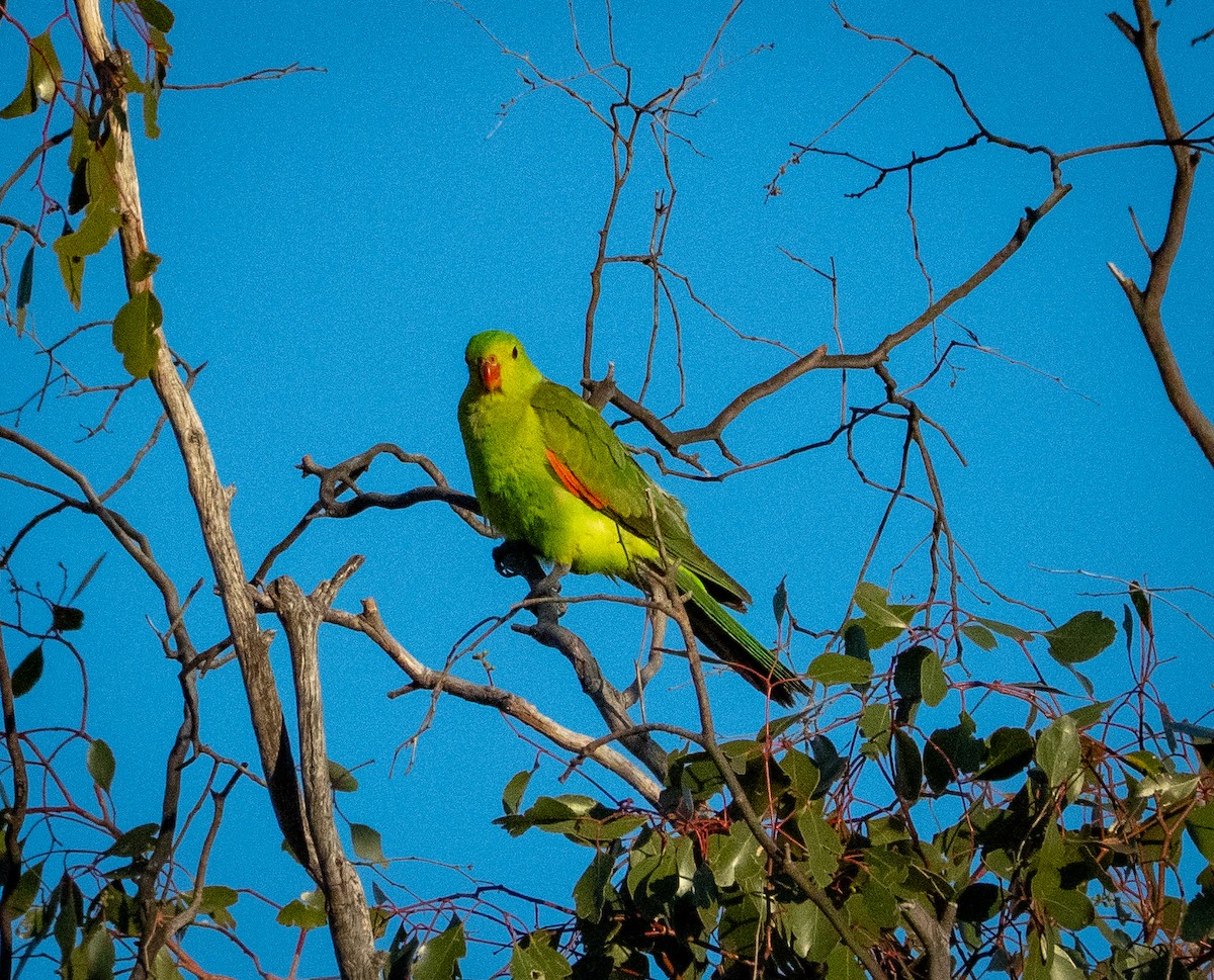Red-winged Parrot - ML642736825