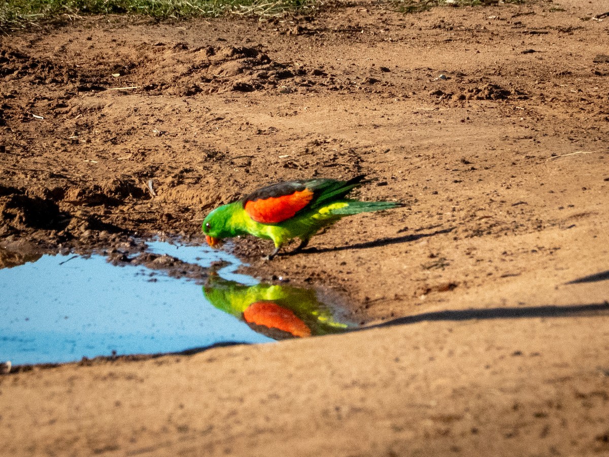 Red-winged Parrot - ML642736837