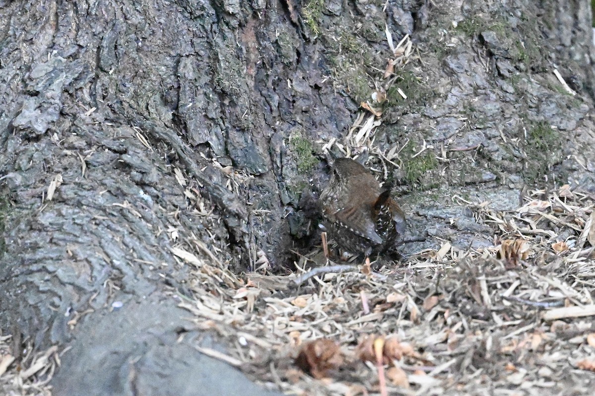 Winter Wren - ML642736848
