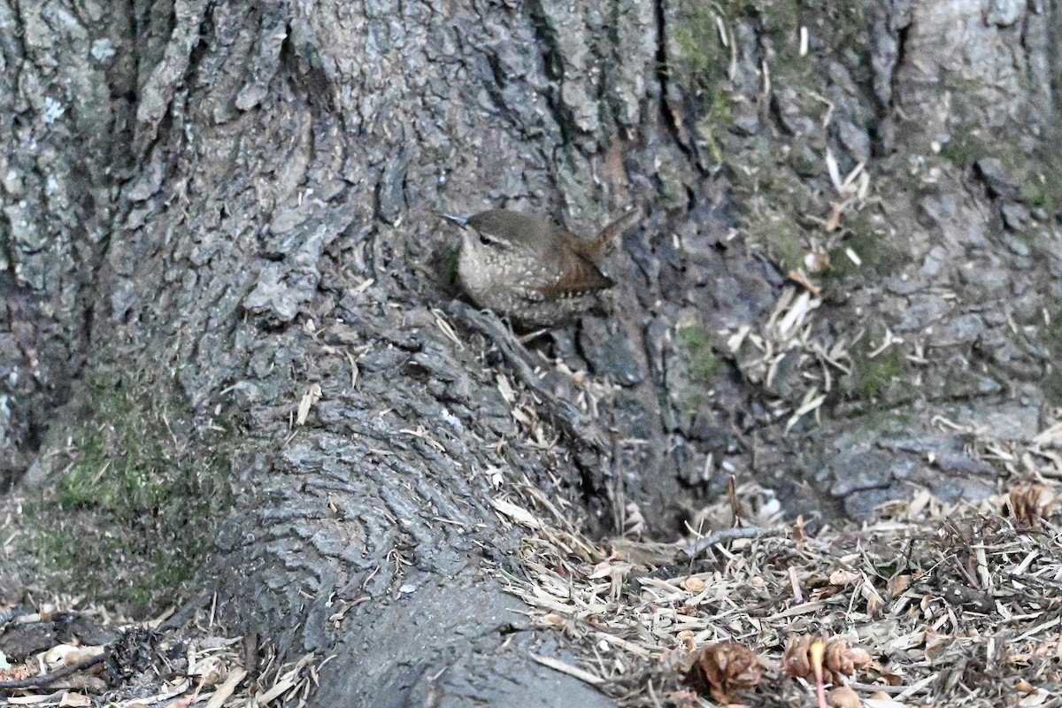 Winter Wren - ML642736849