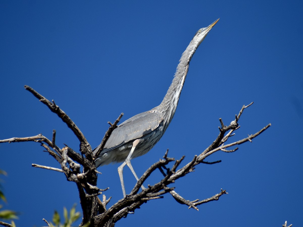 Great Blue Heron - ML642736853