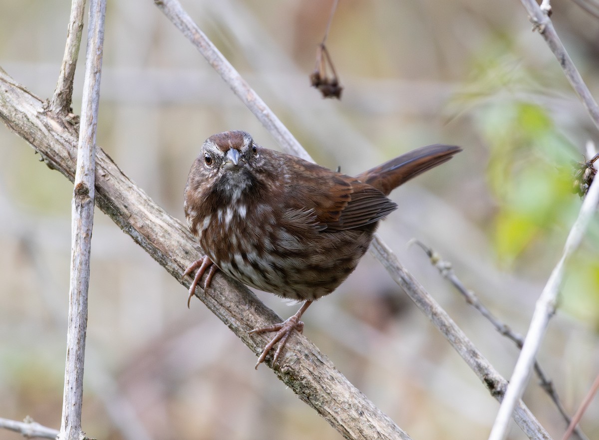 Song Sparrow - ML642736860