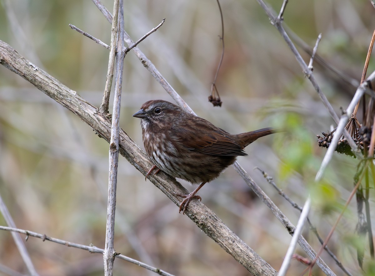 Song Sparrow - ML642736861