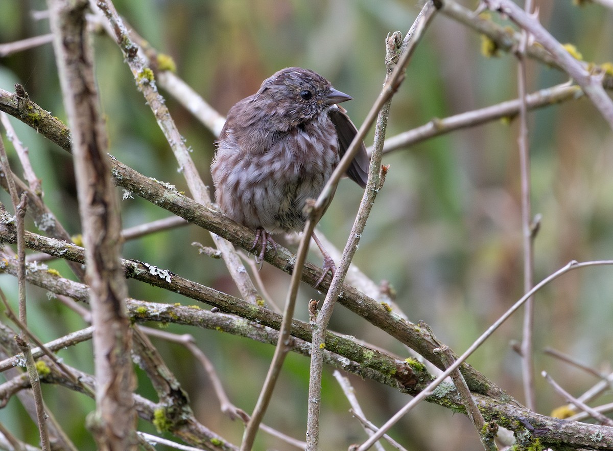 Song Sparrow - ML642736862