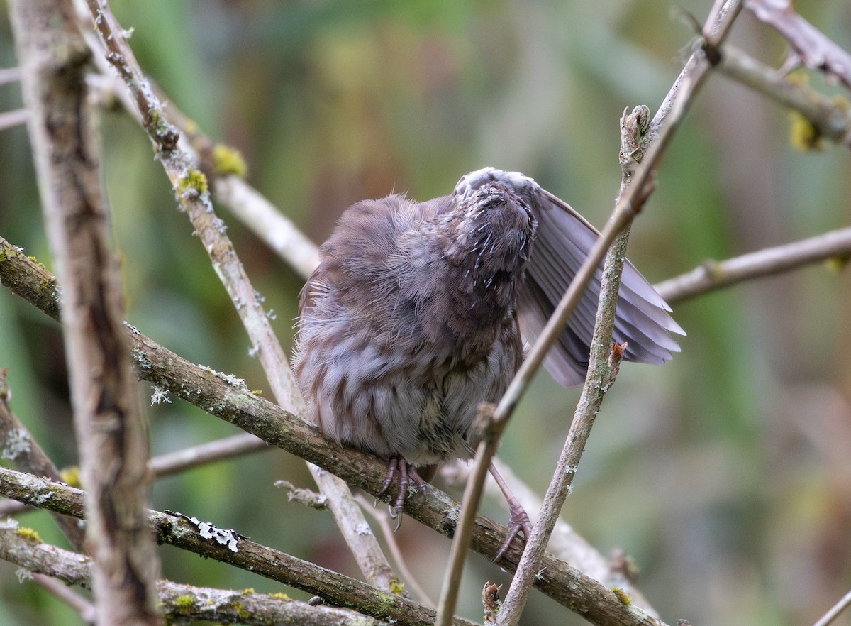 Song Sparrow - ML642736863