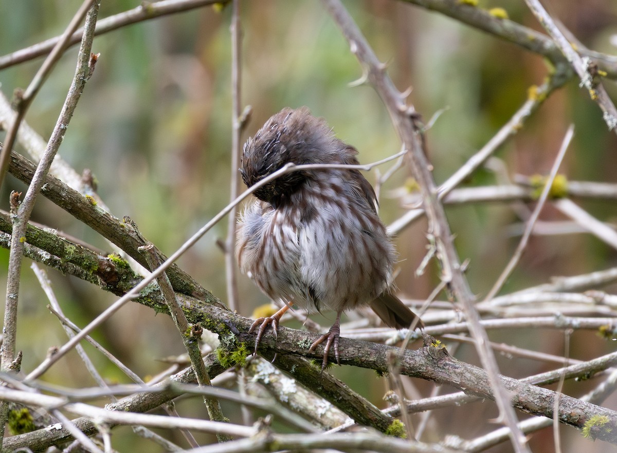 Song Sparrow - ML642736865
