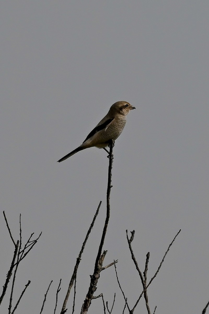 Northern Shrike - ML642736868