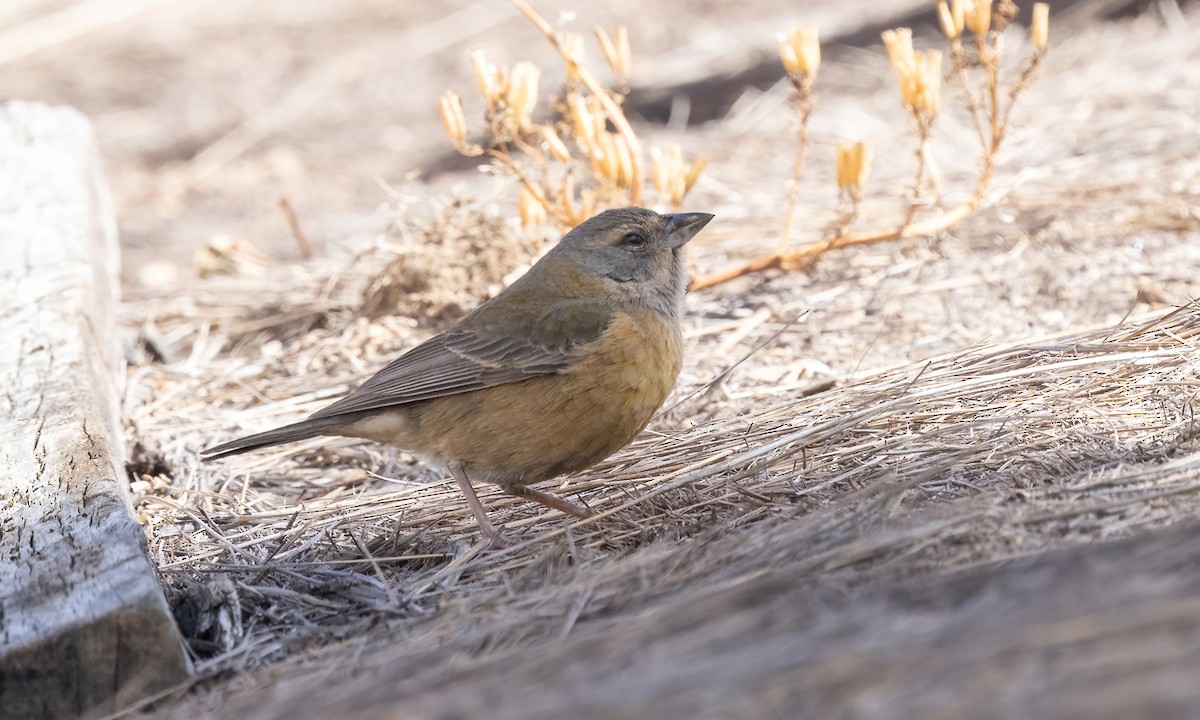 Peruvian Sierra Finch - ML642736903