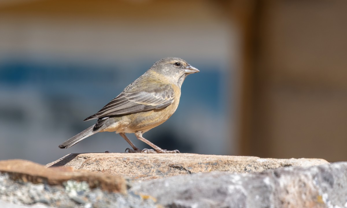 Peruvian Sierra Finch - ML642736904