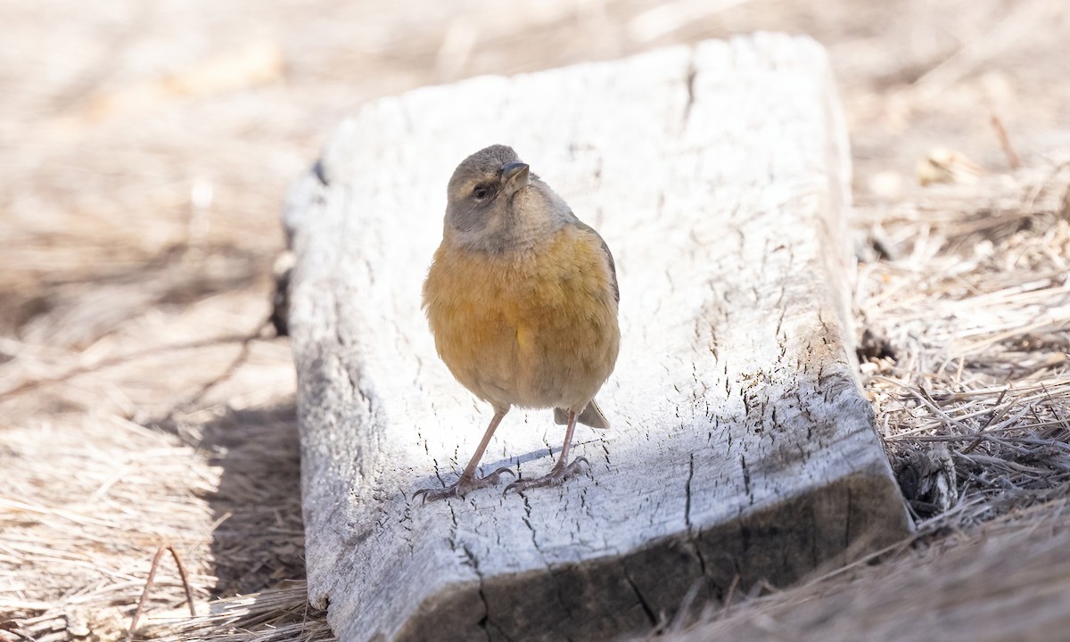 Peruvian Sierra Finch - ML642736905