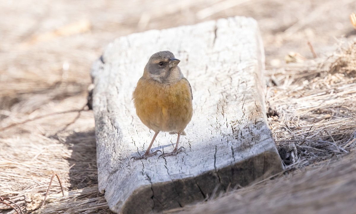 Peruvian Sierra Finch - ML642736906