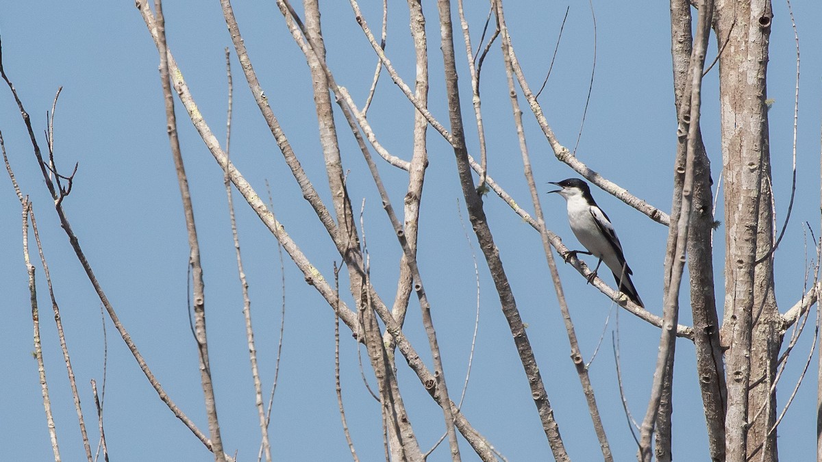 White-winged Triller - ML642736917