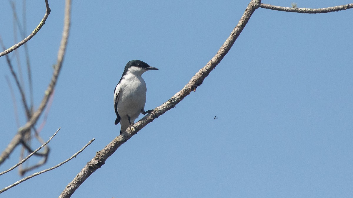 White-winged Triller - ML642736920