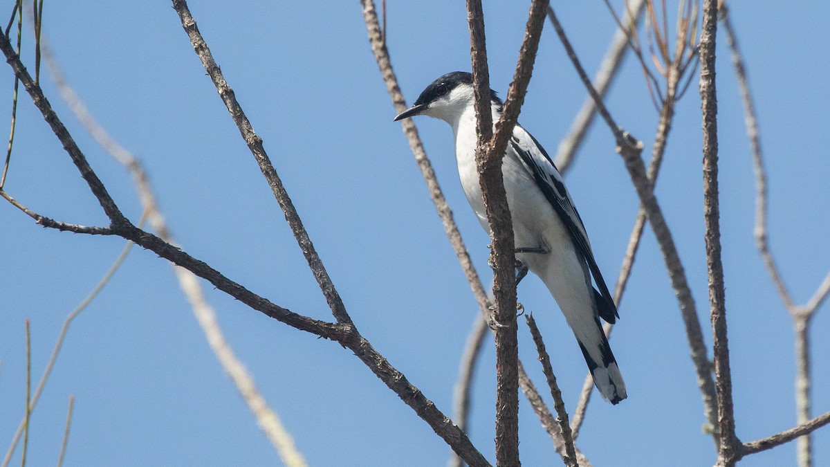 White-winged Triller - ML642736922