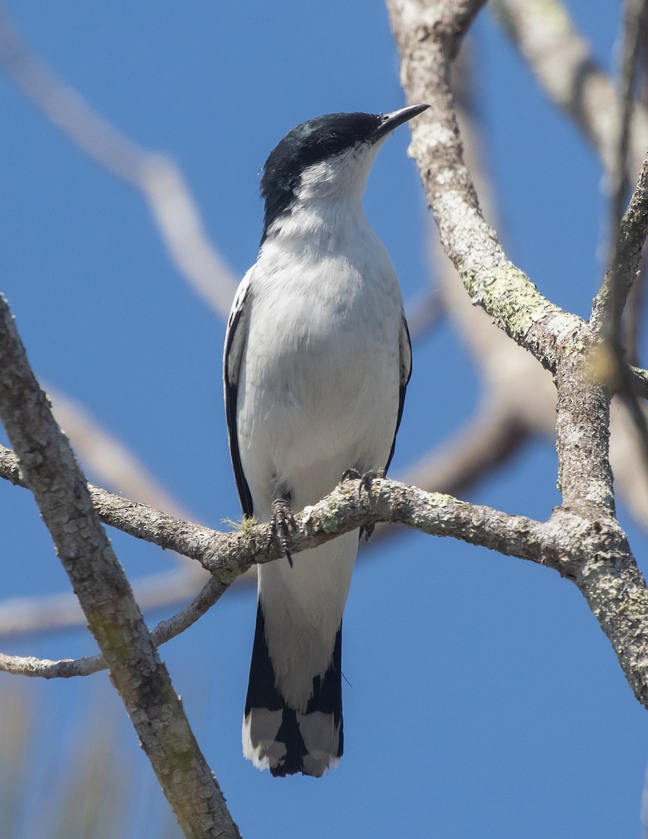 White-winged Triller - ML642736923