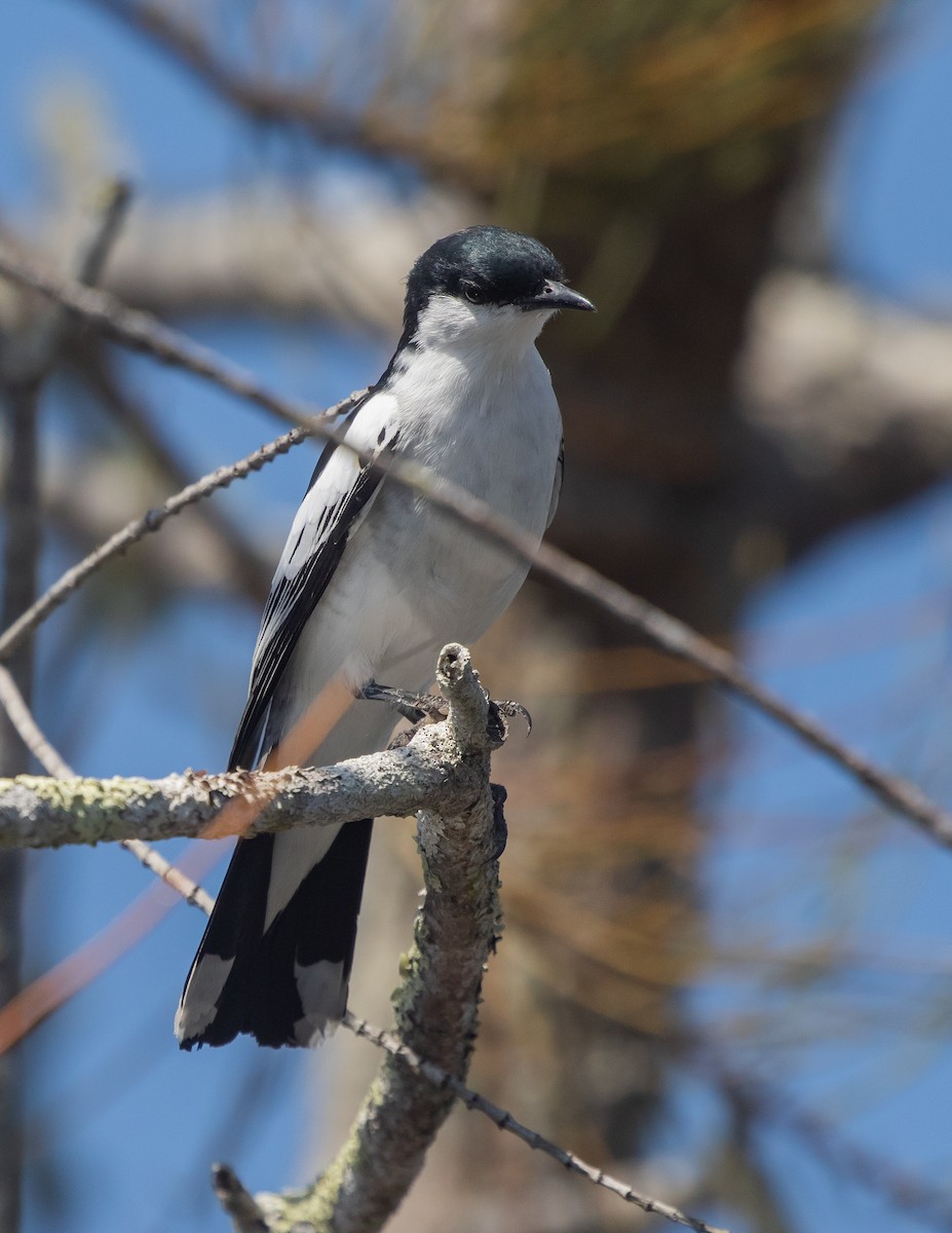 White-winged Triller - ML642736924